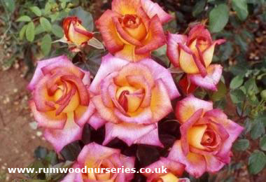 Sheila's Perfume - Floribunda - Bare Rooted