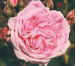 Shrub Roses
