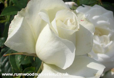 Silver Anniversary - Hybrid Tea - Bare Rooted