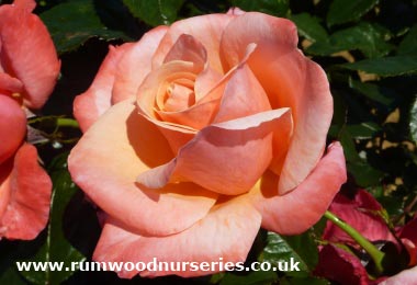 Silver Jubilee - Hybrid Tea - Potted