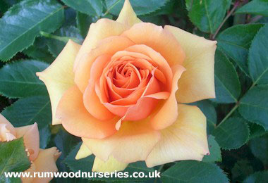 Simply The Best - Hybrid Tea - Bare Rooted