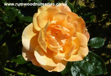 Southampton - Floribunda - Potted