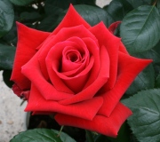 Bereavement Roses