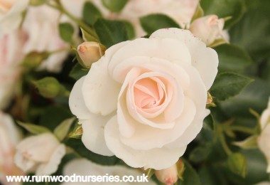 Special Child - Floribunda - Bare Rooted