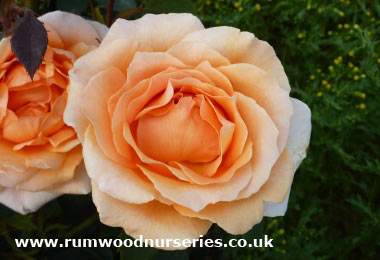 Special Occasion - Hybrid Tea - Potted
