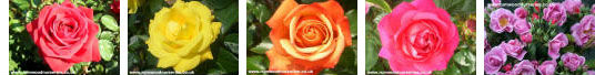 Roses for Special Occasions
