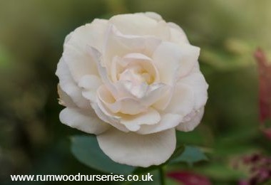 Sugar Moon - Hybrid Tea - Potted