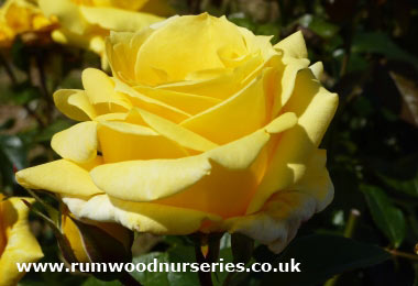 Sunblest - Hybrid Tea - Bare Rooted