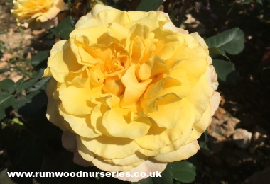 Sunny Sky - Hybrid Tea - Bare Rooted