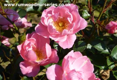 Surrey - Ground Cover - Potted