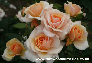 Sweet Honey - Floribunda - Bare Rooted