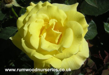 Sweet Remembrance Potted Rose - Gift Set