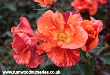 Tawny Tiger - Floribunda - Bare Rooted