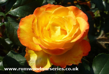 Tequila Sunrise - Hybrid Tea - Bare Rooted