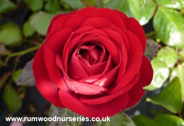 The Times Rose - Floribunda - Potted