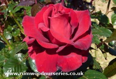 Thinking of You - Hybrid Tea - Bare Rooted