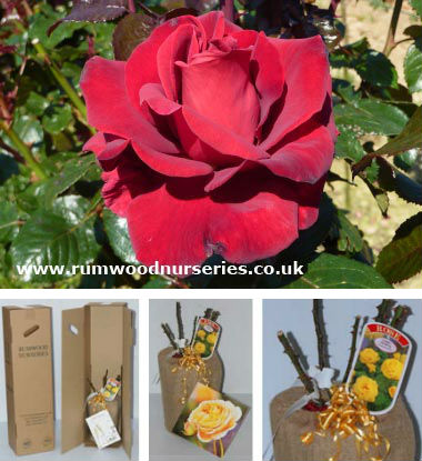 Thinking of You Potted Rose - Gift Set