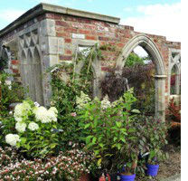 Flowering Shrubs