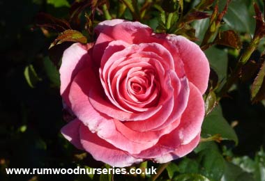 Tickled Pink - Floribunda - Potted