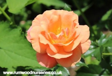 Together Forever - Floribunda - Potted