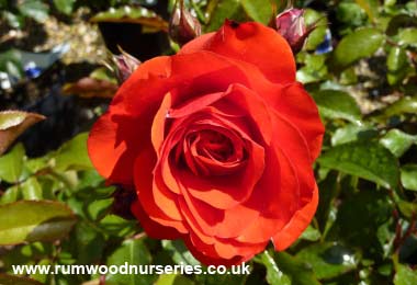 Trumpeter - Floribunda - Potted