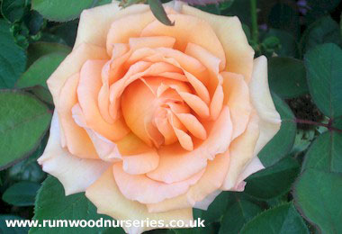 Warm Wishes - Hybrid Tea - Bare Rooted