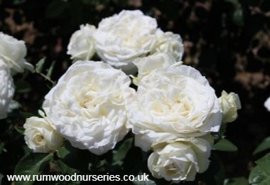 Wedding Bouquet Potted Rose - Gift Set