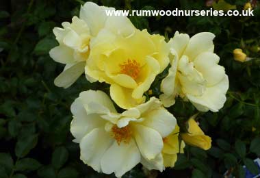 Worcestershire - Ground Cover - Bare Rooted