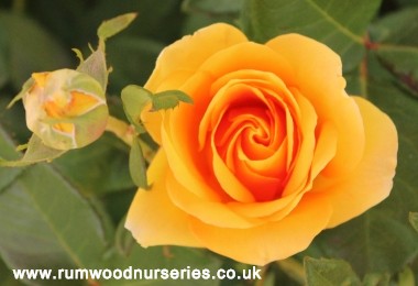 You Are My Sunshine - Hybrid Tea - Bare Rooted