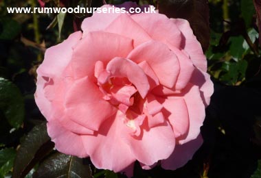 You're Beautiful - Floribunda - Bare Rooted